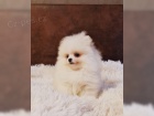 �istokrevn� Pomeranian/�pic