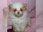 �istokrevn� Pomeranian/�pic