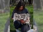 �t��ata Sibi�sk� husky