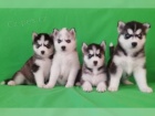 �teniatka sibirskeho husky
