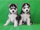 �teniatka sibirskeho husky