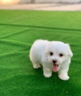 �t��ata Bichon Frise