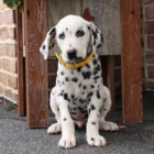 Dv� miluj�c� dalmatsk� �t��ata!