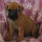 N�dhern� �t��ata Bullmastiff!