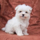 Rozko�n� maltsk� �t���tka!