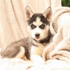 rozko�n� �t��ata sibi�sk�ho husky!
