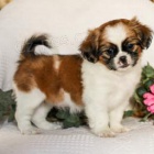 �t���tka mil��ku Shih Tzu!
