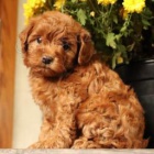 Miluj�c� �t��ata Havapoo!