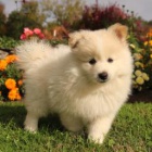 Miluj�c� pomeransk� �t��ata!