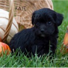 Hezk� �t��ata Maltipoo!