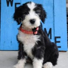 Jemn� �t���tka Sheepadoodle!
