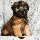 Mil� �t���tka s m�kk�m potahem p�eni�n�ho teri�ra!