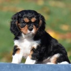 N�dhern� �t��ata Cavalier King Charles Spaniel
