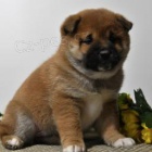 Rozko�n� �t��ata Shiba Inu!