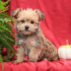 Vz�cn� �t���tka Morkie