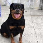 kr�sn� �t��ata rotvajler�