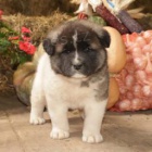 drah� �t��ata Akita