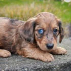 Sladk� �t���tka jezev��ka Mini