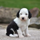N�dhern� �t���tka Sheepadoodle