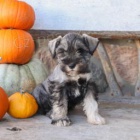 �umiv� �t��ata miniaturn�ho kn�ra�e