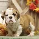 Sladk� �t���tka Beabull