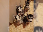 Sibirsky Husky s PP