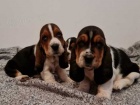 Kr�sn� �t���tka Basset Hound
