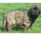 �t��ata Leonberger