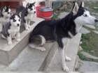 �TENIATKA SIBI�SK� HUSKY