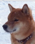 �t��ata shiba inu