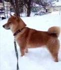 �t��ata shiba inu