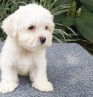 malt�zsk� �t��ata