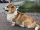 �t��ata Pembroke Welsh Corgi