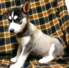 Ohromuj�c� Sibi�sk� husky - �t��ata sPP FCI