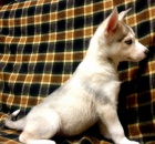 Ohromuj�c� Sibi�sk� husky - �t��ata sPP FCI