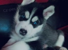 SIBI�SK� HUSKY