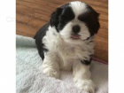 �t��ata shih tzu