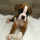 Americk� buldok na prodej