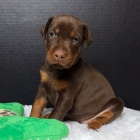 Kr�sn� �t���tka dobermana k dispozici pro op�tovn� objedn�n�.