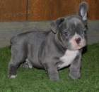 Kr�sn� francouzsk� buldo�ek na prodej. 