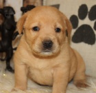 Kr�sn� �t��ata labradorsk�ho retr�vra na prodej.