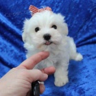 roztomil� miniaturn� sn�hov� b�l� maltsk� �t���tka k prodeji.