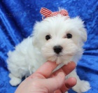 roztomil� miniaturn� sn�hov� b�l� maltsk� �t���tka k prodeji.