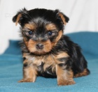 Zdrav� a o�kovan� york��rsk� teri�r na prodej. 