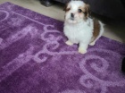 �t��ata shih tzu