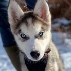 Sibi�sk� Husky 