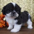 Velmi roztomil� �t���tka shih tzu na prodej.