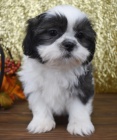Velmi roztomil� �t���tka shih tzu na prodej.