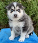 Zdrav� �t���tka Pomsky na prodej.