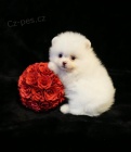 sn�hob�l� pomeranian na prodej. �t���tka jsou and�lci.